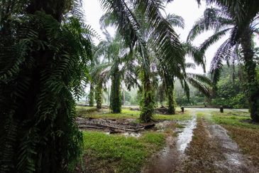 Kluang 6.2 Acres Land