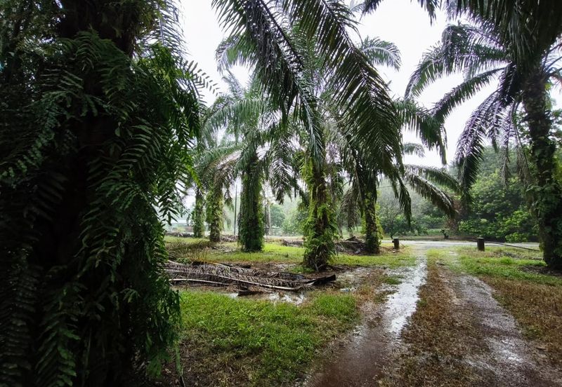 Kluang 6.2 Acres Land