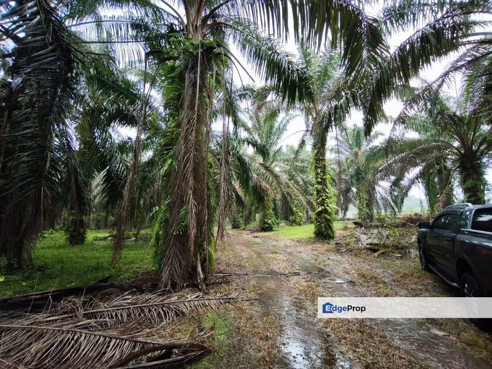 Kluang 6.2 Acres Land, Johor, Kluang