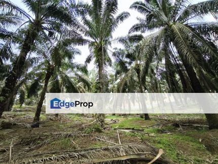 Kluang 6.2 Acres Land, Johor, Kluang