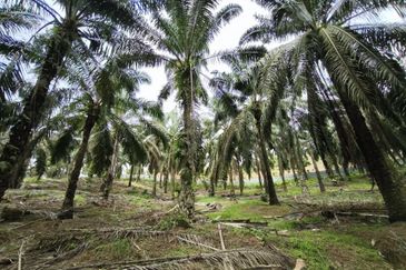 Kluang 6.2 Acres Land