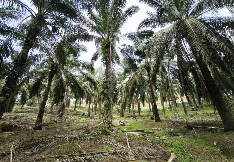 Kluang 6.2 Acres Land