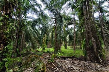 Kluang 6.2 Acres Land