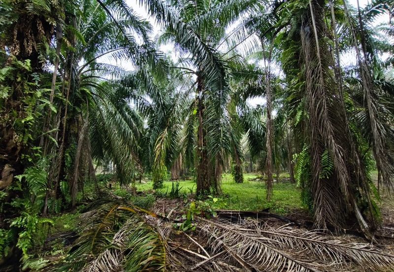 Kluang 6.2 Acres Land