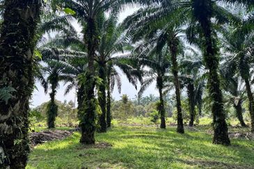 Taman Pulai Saujana 6 Acres Land