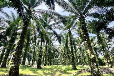 Taman Pulai Saujana 6 Acres Land