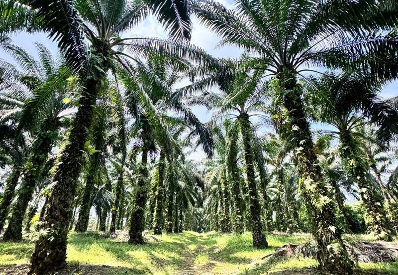 Taman Pulai Saujana 6 Acres Land