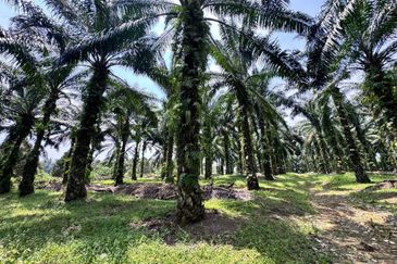 Taman Pulai Saujana 6 Acres Land