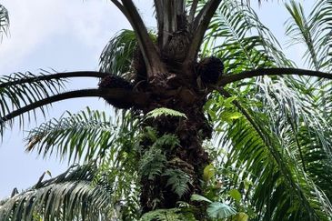 Taman Pulai Saujana 6 Acres Land