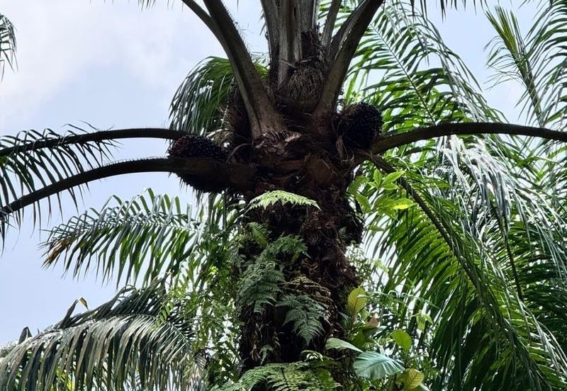 Taman Pulai Saujana 6 Acres Land