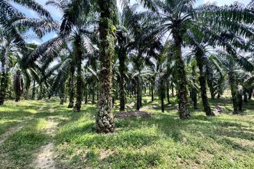 Taman Pulai Saujana 6 Acres Land