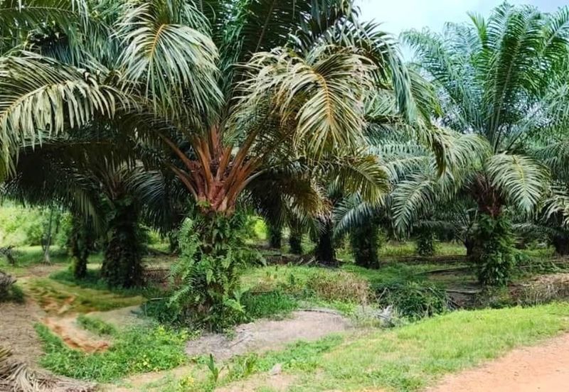 Mersing 183 Acres Land