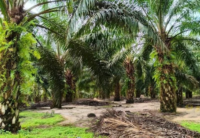 Mersing 183 Acres Land