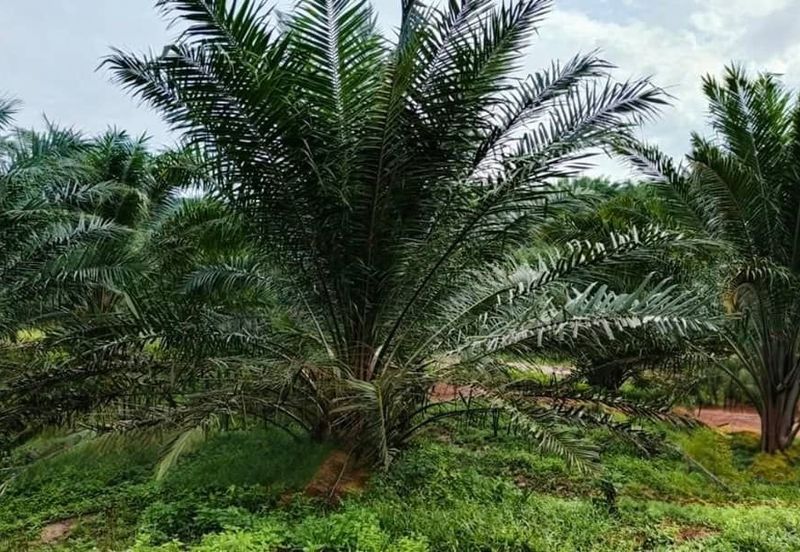 Mersing 183 Acres Land