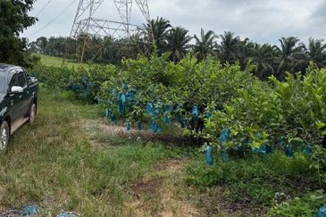 Yong Peng 8 Acres Land