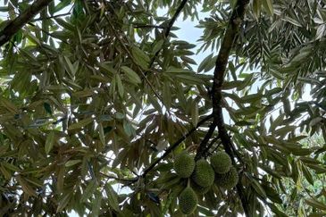 Yong Peng 8 Acres Land