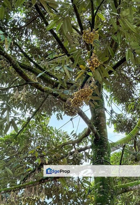 Yong Peng 8 Acres Land, Johor, Yong Peng