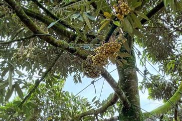 Yong Peng 8 Acres Land