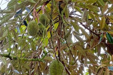 Yong Peng 8 Acres Land