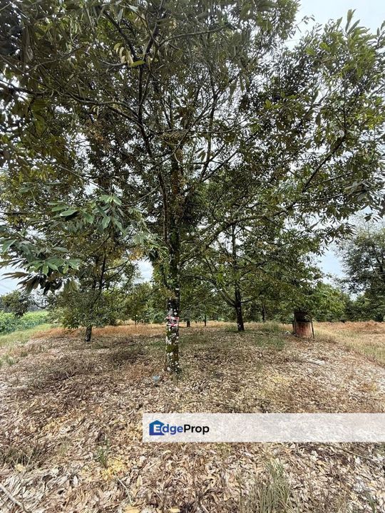 Yong Peng 8 Acres Land, Johor, Yong Peng