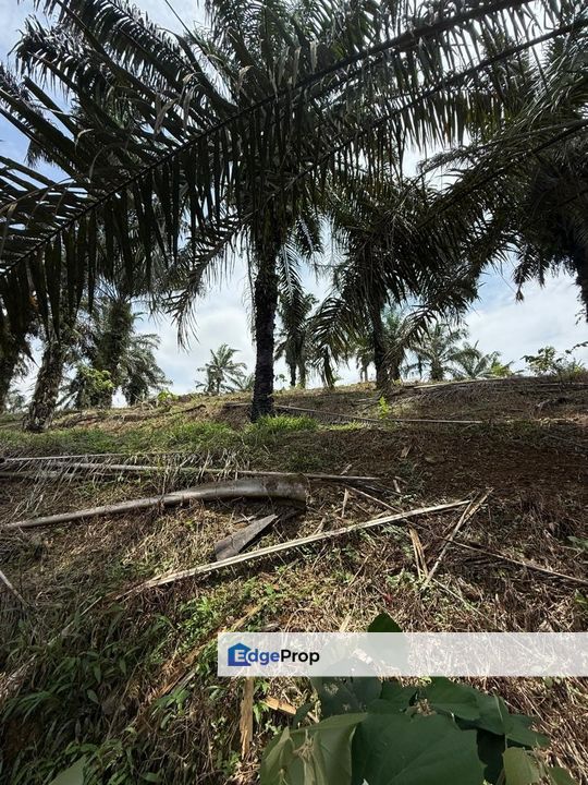 Yong Peng 21.6 Acres Land, Johor, Yong Peng