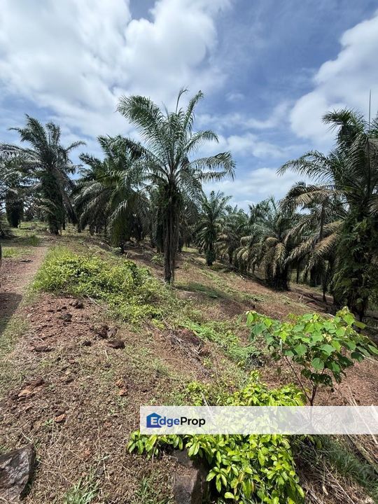 Yong Peng 21.6 Acres Land, Johor, Yong Peng