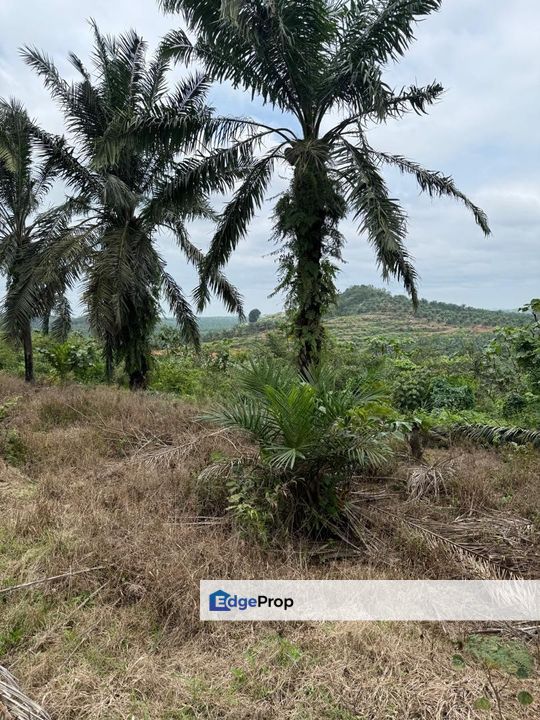 Yong Peng 21.6 Acres Land, Johor, Yong Peng