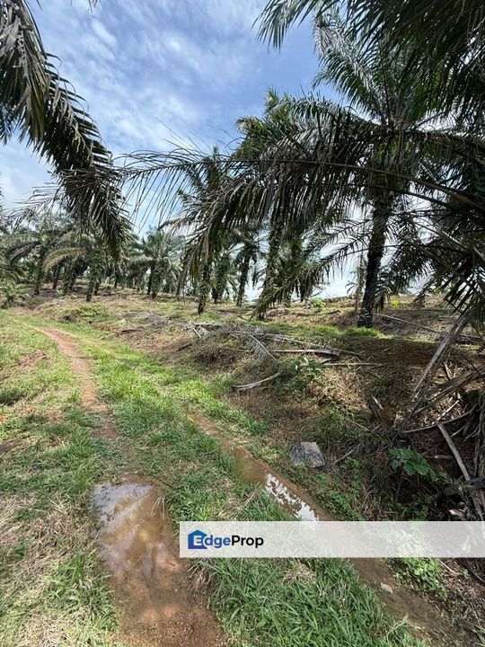 Yong Peng 21.6 Acres Land, Johor, Yong Peng