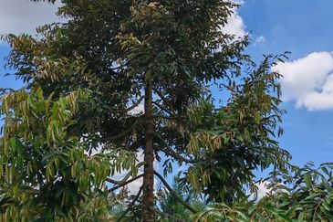 Yong Peng 6.89 Acres Land