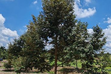 Yong Peng 6.89 Acres Land