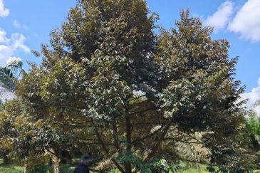 Yong Peng 6.89 Acres Land