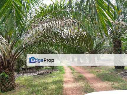 Yong Peng 5.7 Acres Land, Johor, Ayer Hitam