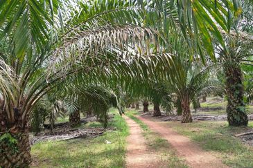 Yong Peng 5.7 Acres Land