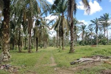 Simpang Renggam 15 Acres Land