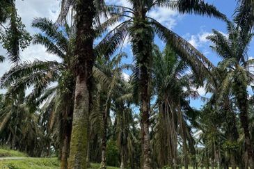 Simpang Renggam 15 Acres Land