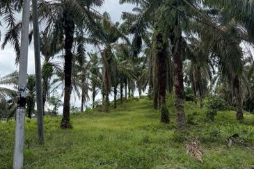 Simpang Renggam 15 Acres Land