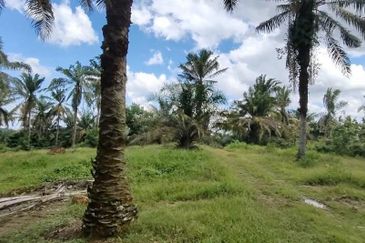 Simpang Renggam 15 Acres Land