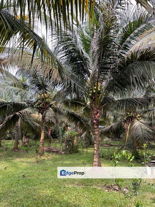 Kluang 7 Acres Land, Johor, Kluang