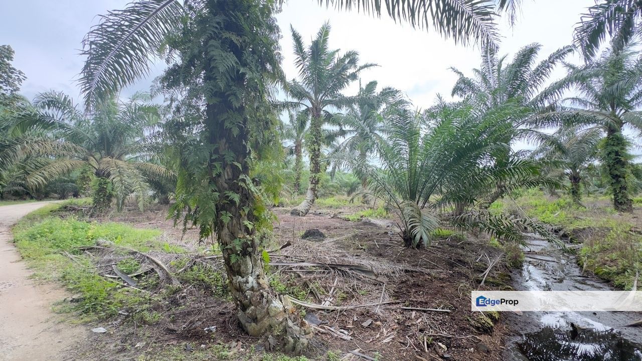 Pontian 8.39 Acres Land, Johor, Pontian