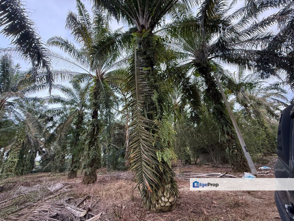 Pontian 5.913 Acres Land, Johor, Pontian