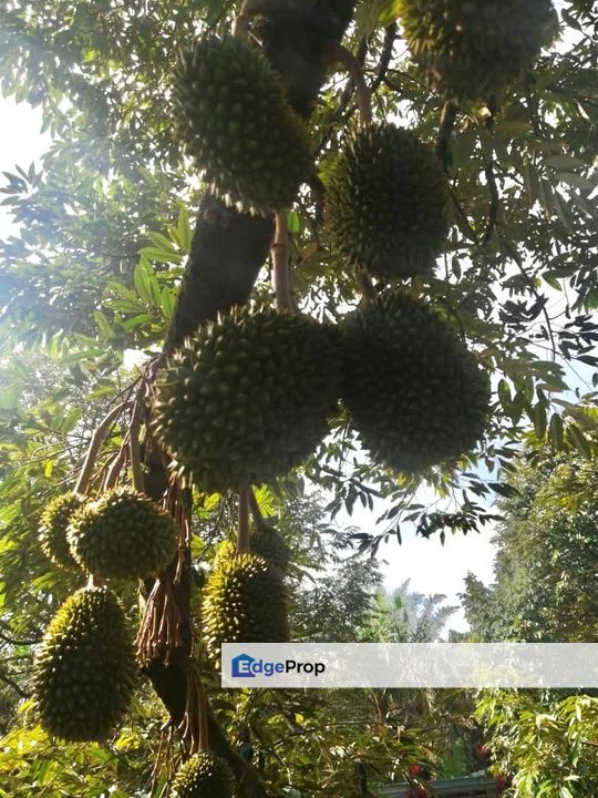 Sedenak 5 Acres Land, Johor, Kulai