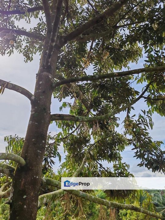 Yong Peng 6.89 Acres Land, Johor, Ayer Hitam