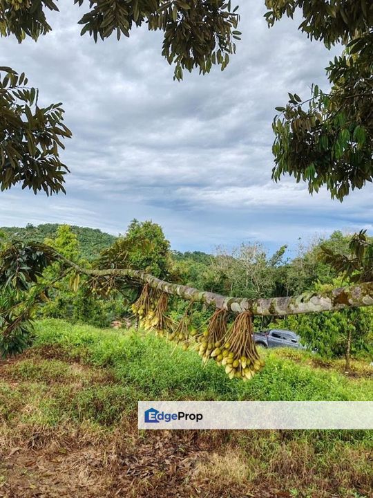 Yong Peng 6.89 Acres Land, Johor, Ayer Hitam