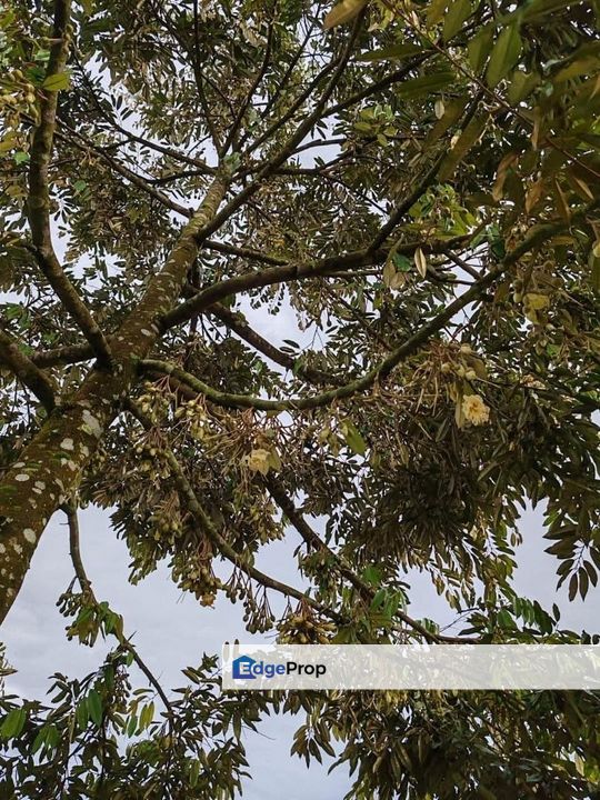 Yong Peng 6.89 Acres Land, Johor, Ayer Hitam