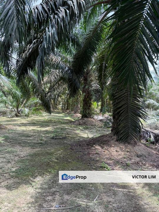 Machap To Ayer Hitam 8.5 Acres Land, Johor, Ayer Hitam