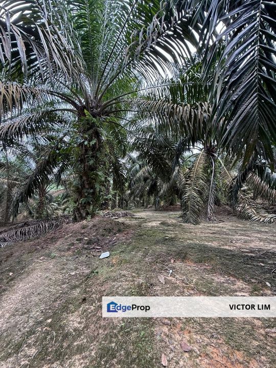 Machap To Ayer Hitam 8.5 Acres Land, Johor, Ayer Hitam