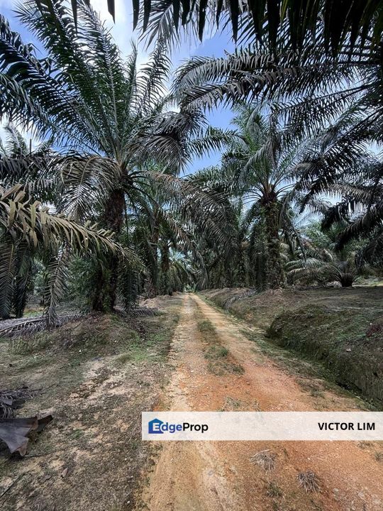 Machap To Ayer Hitam 8.5 Acres Land, Johor, Ayer Hitam