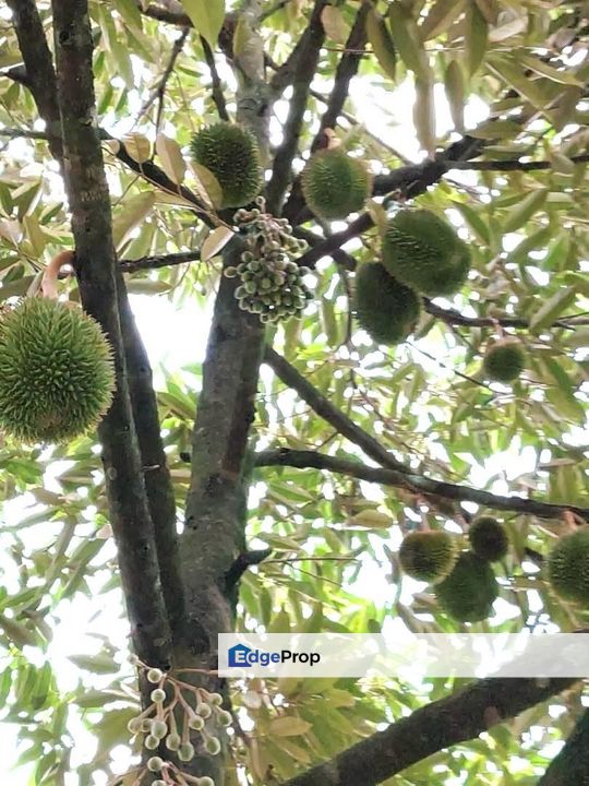 Yong Peng To Ayer Hitam 6.89 Acres Land, Johor, Yong Peng