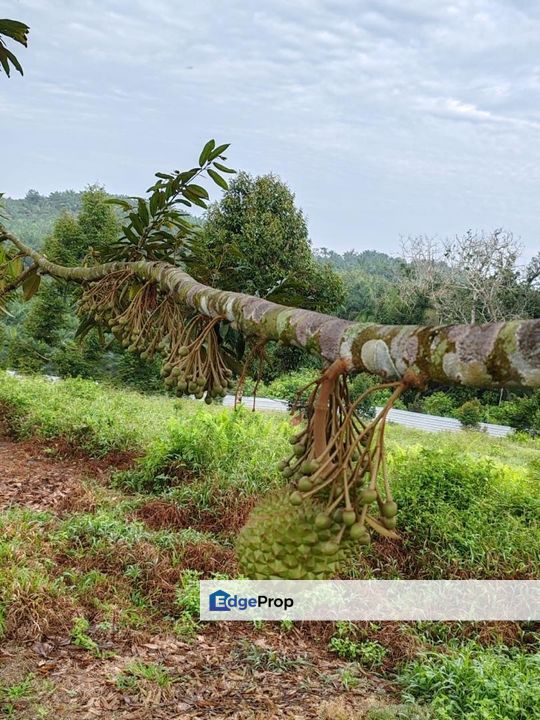 Yong Peng To Ayer Hitam 6.89 Acres Land, Johor, Yong Peng