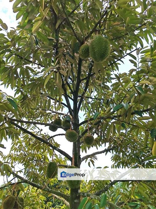 Yong Peng To Ayer Hitam 6.89 Acres Land, Johor, Yong Peng